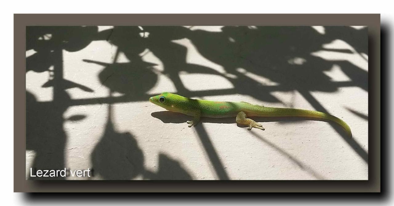 Le Gecko Vert Manapany-les Bains Eksteriør billede