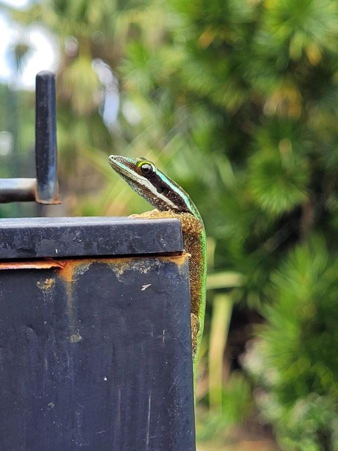 Le Gecko Vert Manapany-les Bains Eksteriør billede
